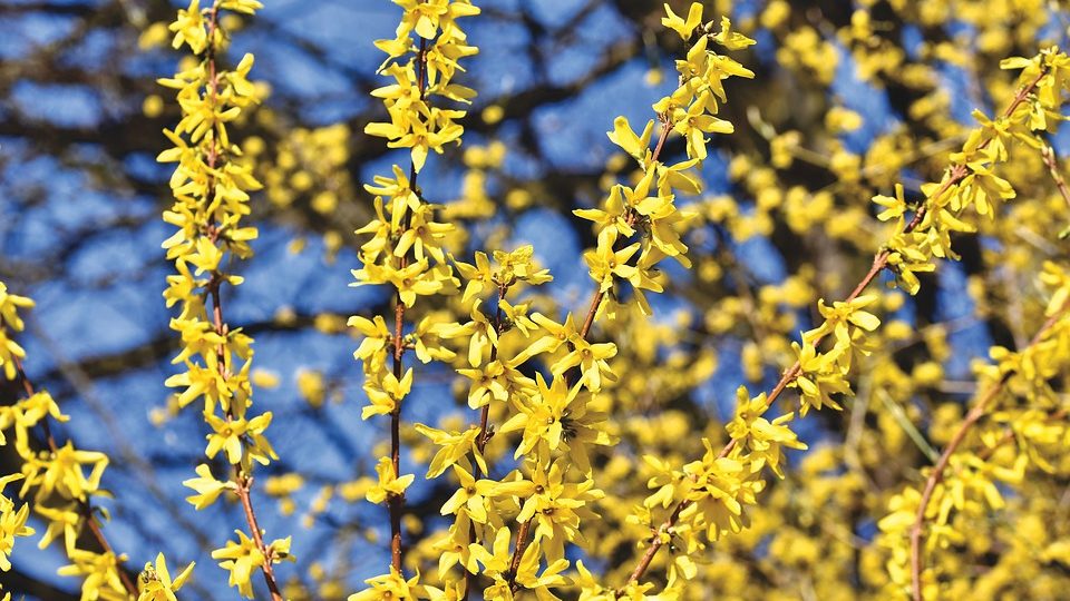 forsythia bush